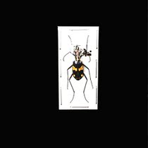 Butterfly Tiger armor specimen Cicindelidae sp4 true insect specimen Indonesia