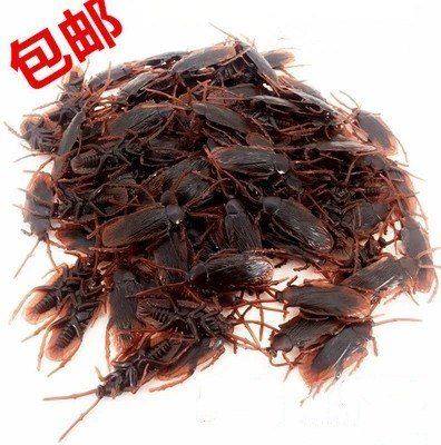 Simulation toad, Lotus frog snake, cockroach plastic model, scary spoof kindergarten children's toys