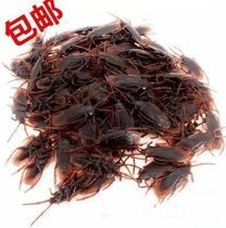 Simulation toad lotus frog snake cockroach plastic model whole scary spoof kindergarten children's toys