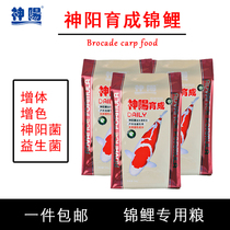 Shenyang bred koi fish feed fish pond fish tank koi bred to grow body germ bright red 10kg koi fish grain