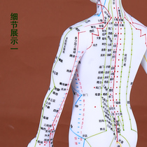 Moisturizing meridians Meridian Human Body Model Acupoint Pass Model Human Mold Men and Men Little Piemen Model Teaching Reference
