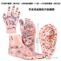 Hands feet and ears model Meridian acupoint reflex area Foot massage health care foot foot foot high-definition Chinese medicine teaching