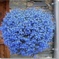 March New arrival flower seeds US Pan American import six-fold Li sailboat sky blue mixed color pellets lobelia