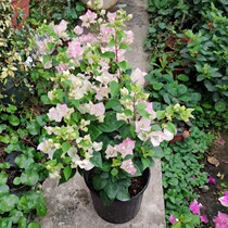 Triangle Plum with flowers delivery Pot Plants Flower Garden Balcony