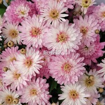 Marguerite Chrysanthemum blue flower seedlings Balcony courtyard garden terrace Hardy flowers Long flowering period Explosive pot potted plants