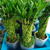 Feng Shui wheel green bamboo Indoor foliage plant Mosaic plant potted desktop green plant Evergreen four seasons