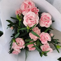 Double-petal carnation potted buds with more flowers original pot soil delivery