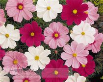 American Pan-American imported flower seeds Cosmos Sonata flower seeds Simple novice easy good seed sowing real shot