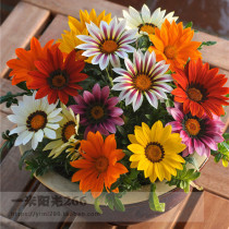 March new arrival imported flower seed medal chrysanthemum new day mixed color