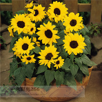 New to the United States Pan-American imported flower seeds Sunflower Miss Sunshine flower seeds are simple and easy to grow and live when you see the soil