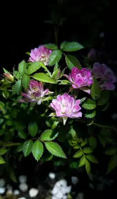 金平糖超级微型月季扦插苗根接苗特大苗棒棒糖