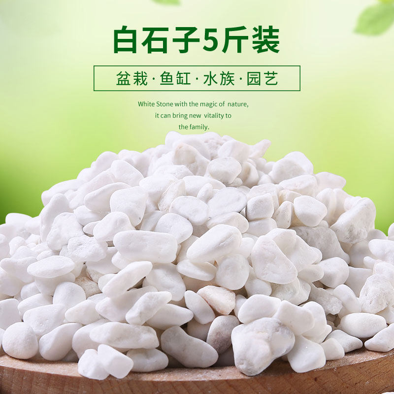 Small white pebble pebble cobblestone original stone natural multi-meat paving stone gardening courtyard paved with view flower pots white stones