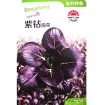 Fast-growing high quality organic Four Seasons purple chicken seed rape seed vegetable seed 10g