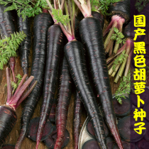 Tianyi No. 1 purple black carrot seeds purple carrots fruit radish seeds delicious black carrots