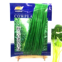 Dutch green strips four-season Green cowpea seeds high-yield disease-resistant beans kidney beans set bean vegetable seedlings