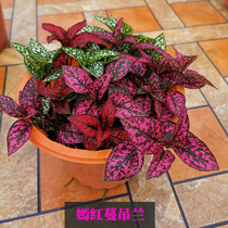 Red vines and colorful leaves Clover perennial foliage plants potted flowers Four Seasons evergreen balcony garden potted