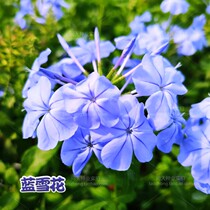 Fruit and fruit woody perennial blue snowflake potted flower seedlings long flowering period Four Seasons good indoor balcony courtyard