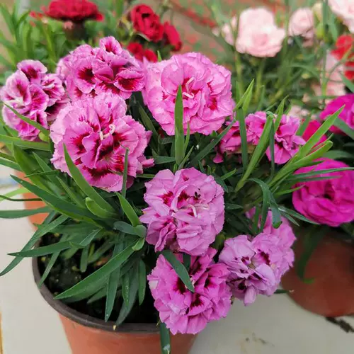 Материнг полон звездных семян, горшечных бутонов, бутонов, многолетних подарков на день матери, цветов, зеленых растений, четырех сезонов цветущих саженцев