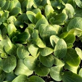 Прививка огурца Семена коревьевки