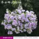 Joanna 11㎝ горшечного саженца 1 горшок (купить пять, получи один бесплатный