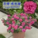 SU SUGAR LOLLIPOP 11 栽 POTTED SEDES 1 POT (купить пять получите один бесплатный