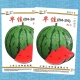 Sanyou Zaojia 8424 Melon Seed 50G оригинал
