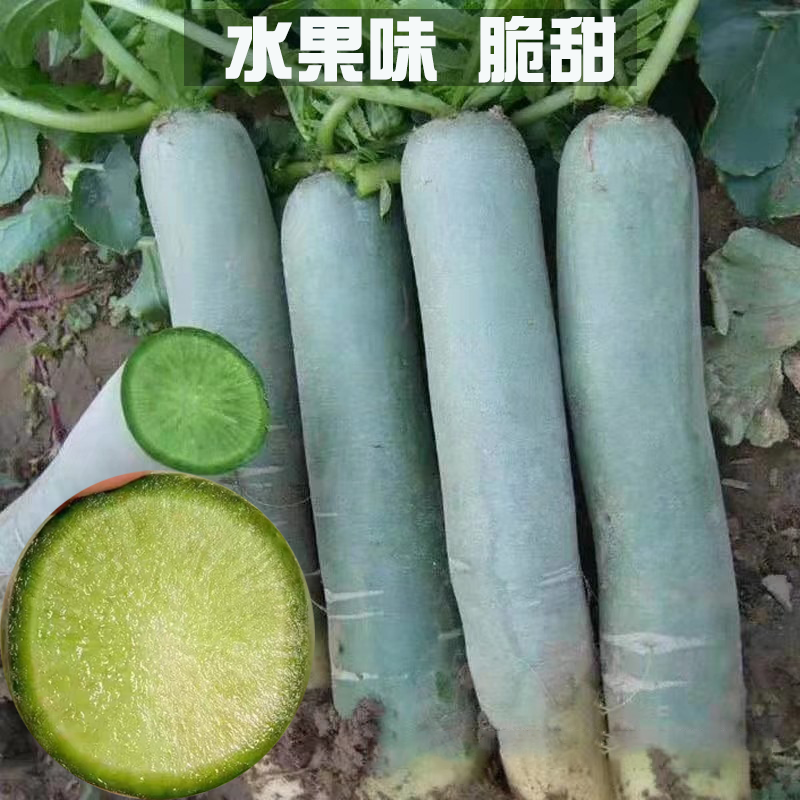 Weixian turnip seed fruit radish seed Weifang radish seed sand and nest radish seed-Taobao