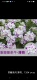 Susanon Mint 11 栽 Potted Seedinglings 1 Pot (купить пять получите один бесплатный