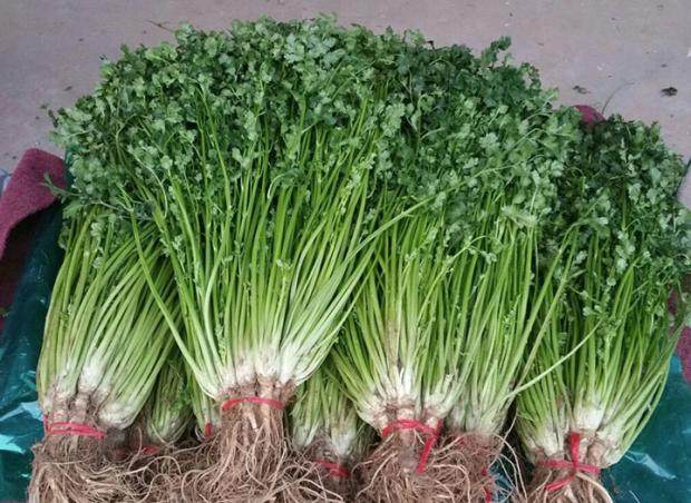 Four seasons big leaf coriander seed balcony potted four seasons heat-resistant coriander seed farm garden vegetable seed vegetable seed