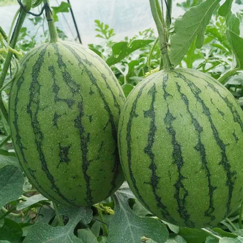 Ранняя весна красная нефрита 2k Super Sweet Sweet Abrimelon Seeds импортировали четырехсезонные тыквы южные арбузные овощи саженцы фрукты
