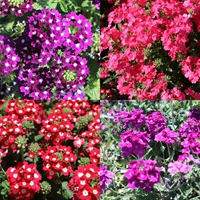 Красота вишневые семена семян 5 грамм из около 500 капсул