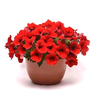 H Super Dwarf Morning Landscape Series Flower Wanging Новые сорта Популярные горшки из цветов и семян в горшках для крытых и открытых сезонов