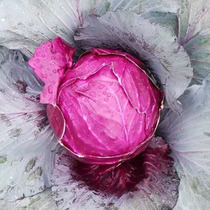 Purple cabbage seeds cabbage seeds early maturing purple-red vegetable seeds for vegetable gardens