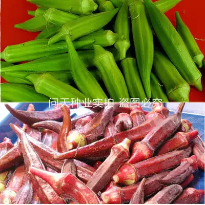 Red okra seed okra seed green okra seed golden flower sunflower seed ornamental vegetable fruit seed A