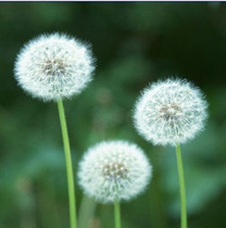 Wild dandelion seeds mother-in-law seeds health vegetables Chinese medicine seeds fruits and vegetables