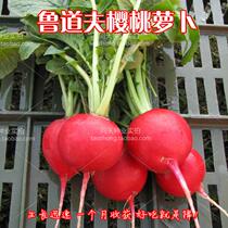 Dutch Bju Rudolf Trail Blazers Cherry Radish Seeds 30 Days Harvest Fruit Radish Seeds