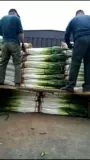 Шаньдун Чжанкю, зеленый лук, база лука из четырех сезонов весна и осенью