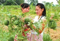 Linglong Gift Little Wartmelon 10 F Capsuss