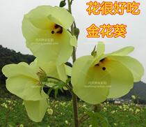 Golden flower sunflower seed okra seed wild vegetable seed eat flower fruit whole body is treasure Chinese medicine seed A