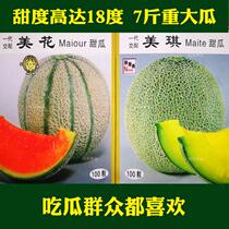 Michel Melon seeds Sweet up to 18 delicious juicy mesh melon seeds melon round