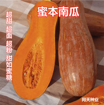 (Honey pumpkin)Super delicious and super sweet special noodles Secret book Secret book Beibei red yellow and black small pumpkin vegetable seeds