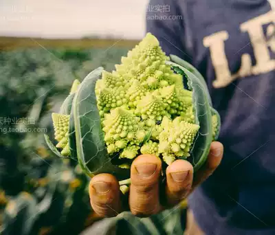 宝塔菜种子罗马花椰菜种子菜花种子花菜种子蔬菜种子脆爽