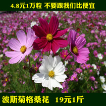 Four Seasons Sowing Cosmos Gesang Flower Species Daquan Wild Flower Combination Indoor and Outdoor Easy to Live Four Seasons Spring Sowing Chrysanthemum Seeds