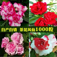 Камеллия фенгсиан 1000 капсулы