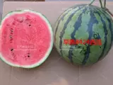 Сладкий король 8424 Семена арбузов семена арбузы