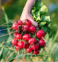 Smiley cherry radish seeds 25 days ripe crisp and refreshing fruit vegetable seeds Four Seasons sown