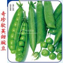 Four seasons sweet pea seeds organic pea seeds vegetable seeds fruit and vegetable sprouts vegetable seeds