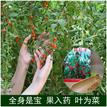 Chinese medicine seeds (Lycium barbarum seeds) with less fiber good taste fresh and smooth Wolfberry