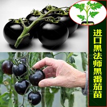 Black Master INDIGO ROSE Black Tomato seedlings vegetable tomato cherry tomatoes seeds balcony potted tomato seedlings
