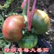 30 зерна клубничного хурмы